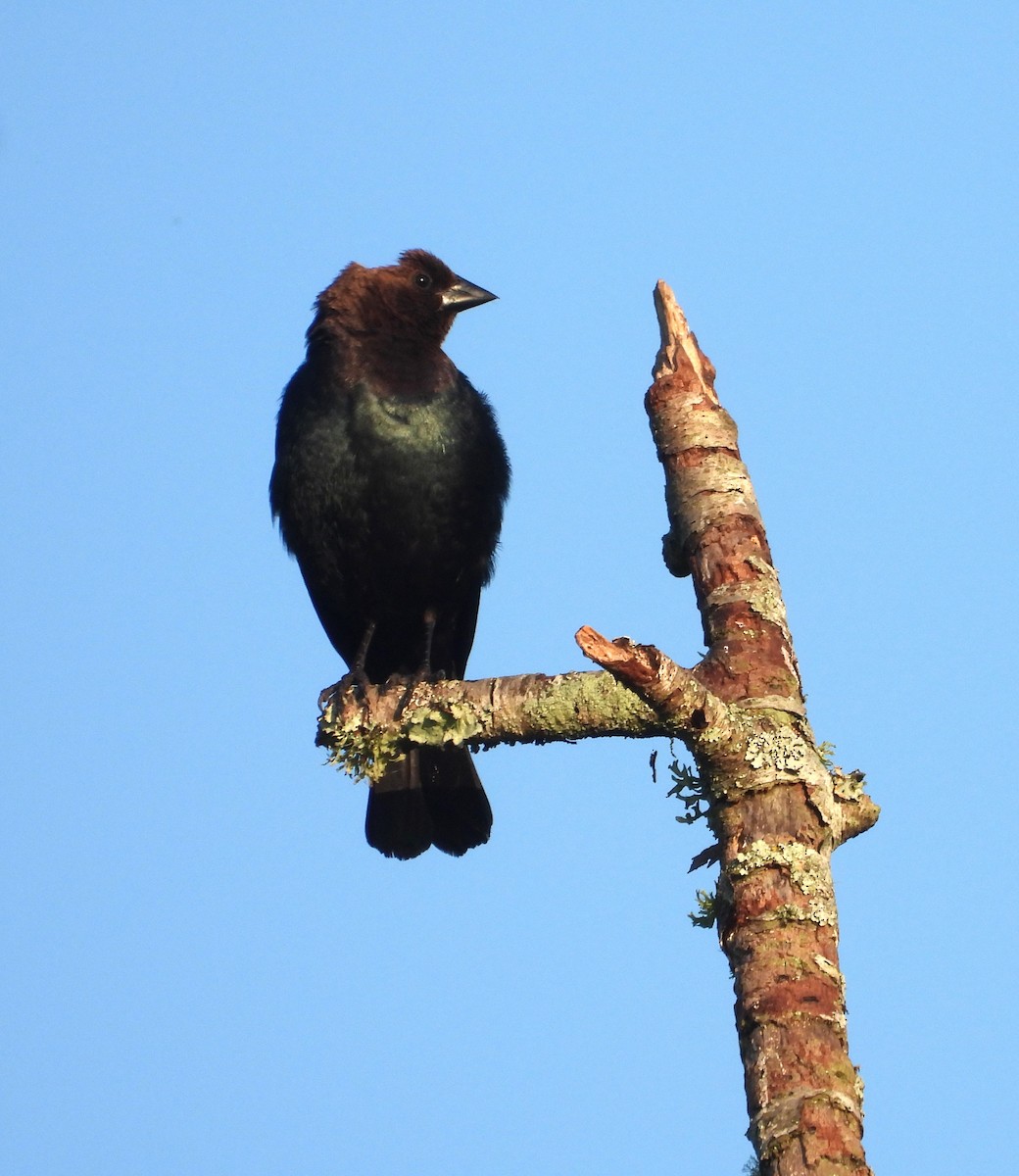 brunhodetrupial - ML645112211