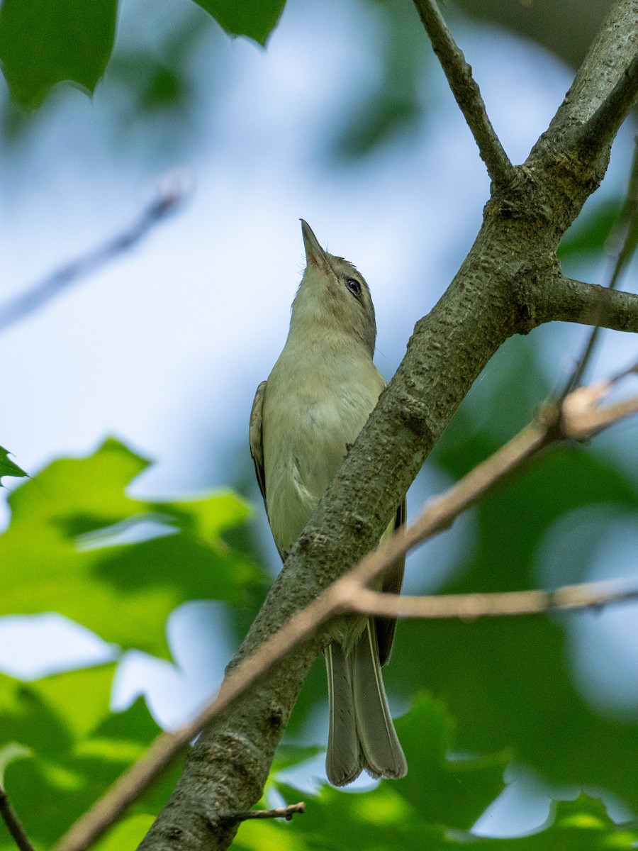 Eastern Warbling Vireo - ML645112221