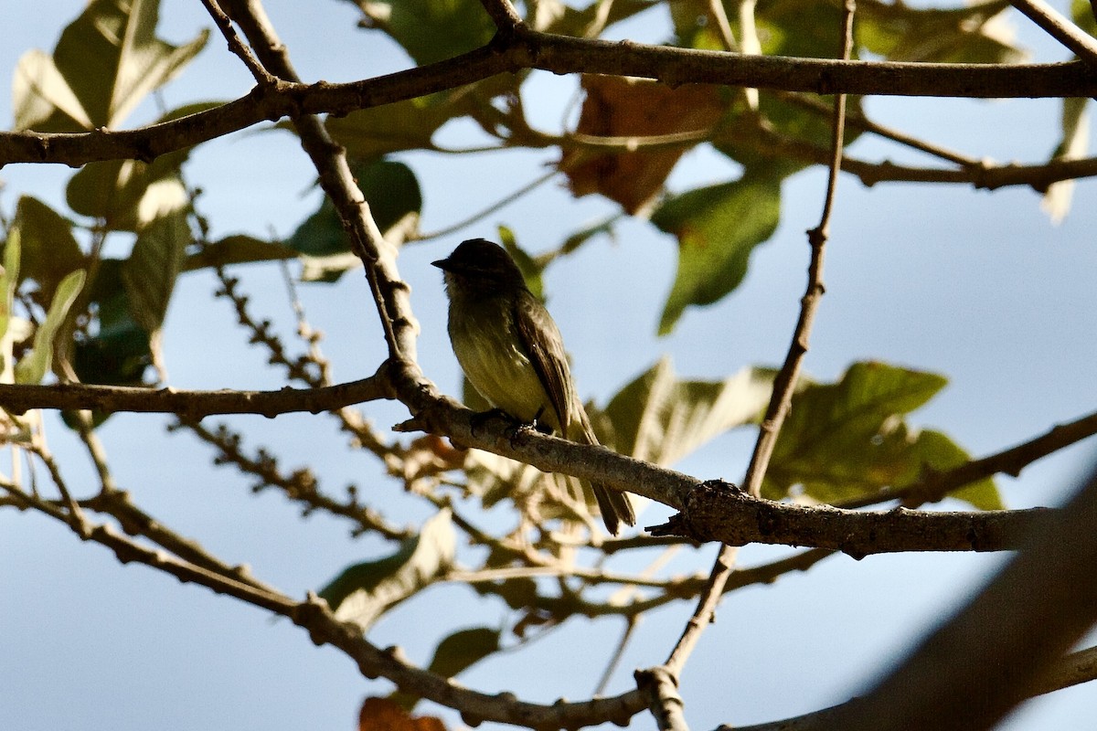 Yellow-crowned Tyrannulet - ML645112222