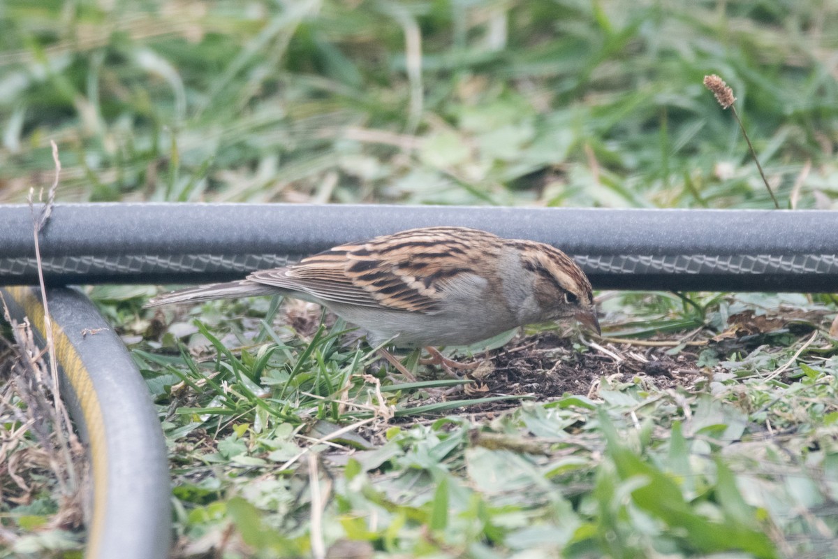 Chipping Sparrow - ML645112228