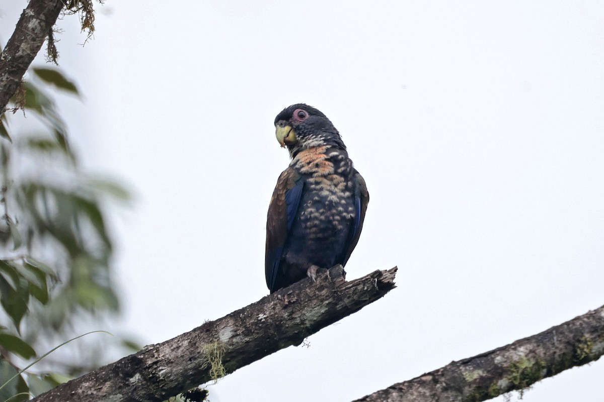 Bronze-winged Parrot - ML645112233