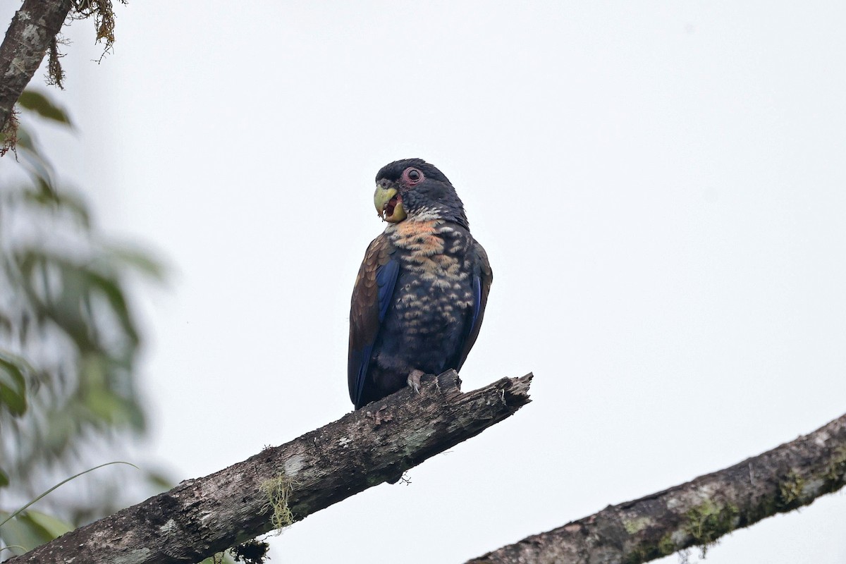 Bronze-winged Parrot - ML645112234