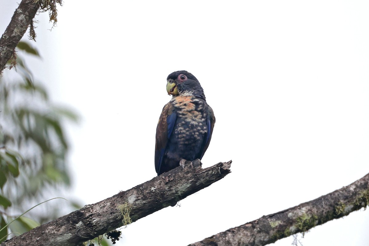 Bronze-winged Parrot - ML645112235