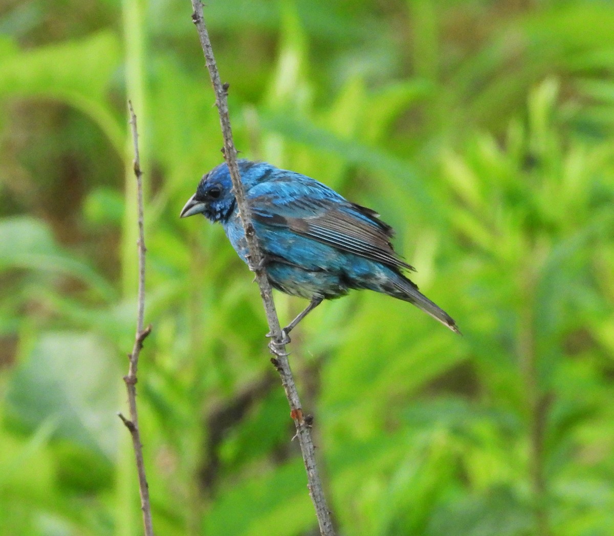 Passerin indigo - ML645112259