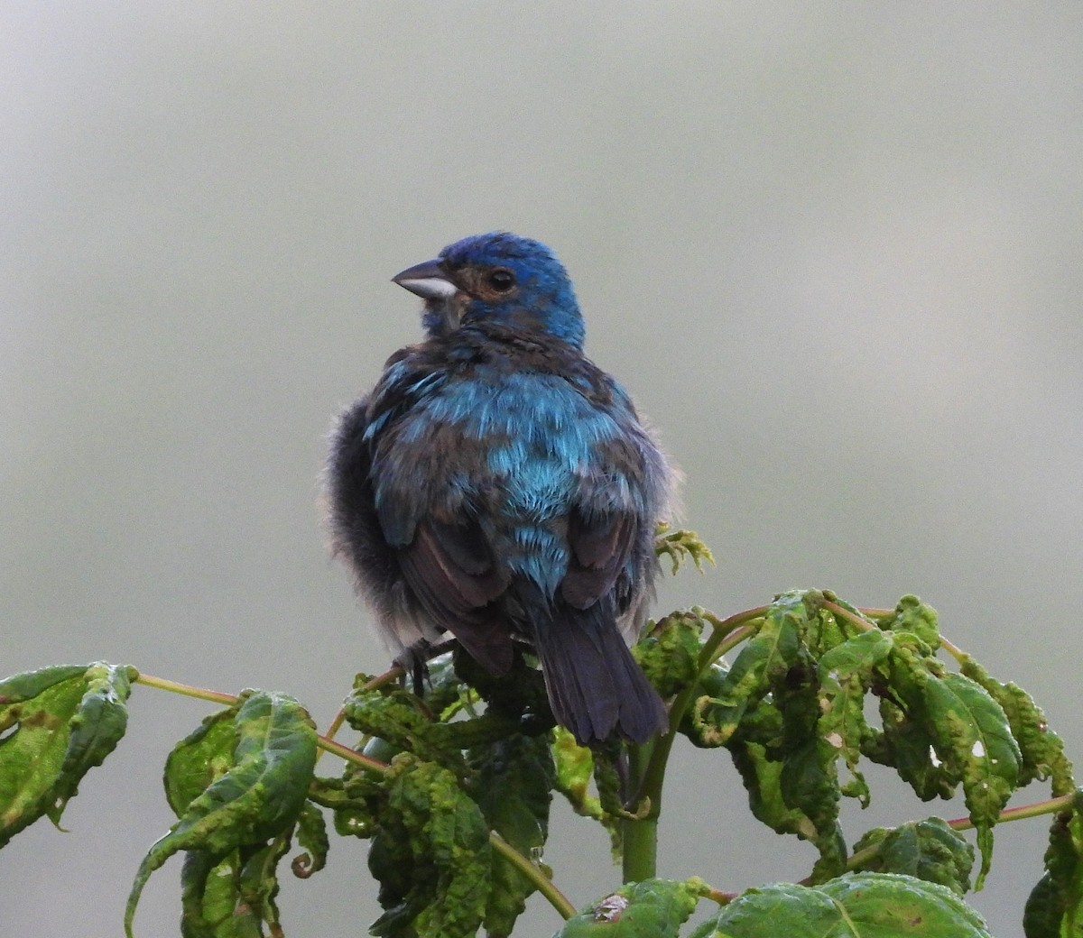 Passerin indigo - ML645112260