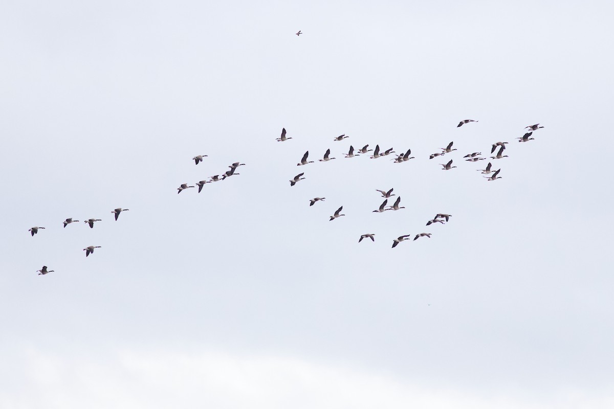 berneška velká - ML645112276