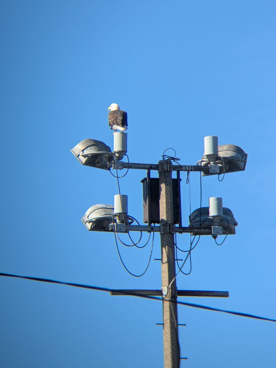 Bald Eagle - ML645112288