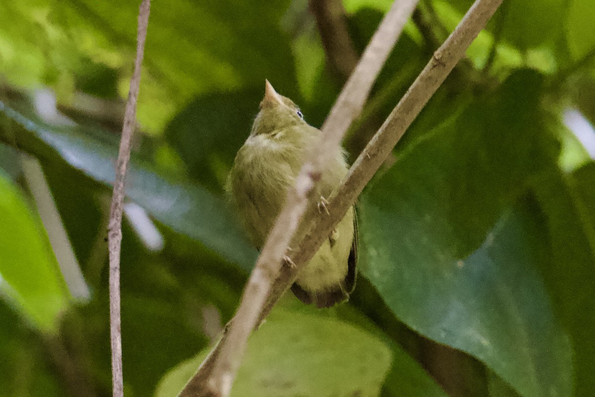 Golden-headed Manakin - ML645112289