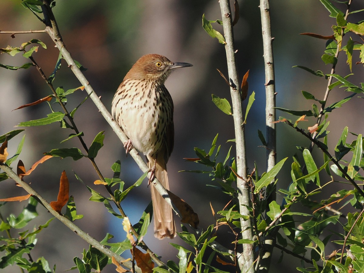 דשוש חום - ML645112307