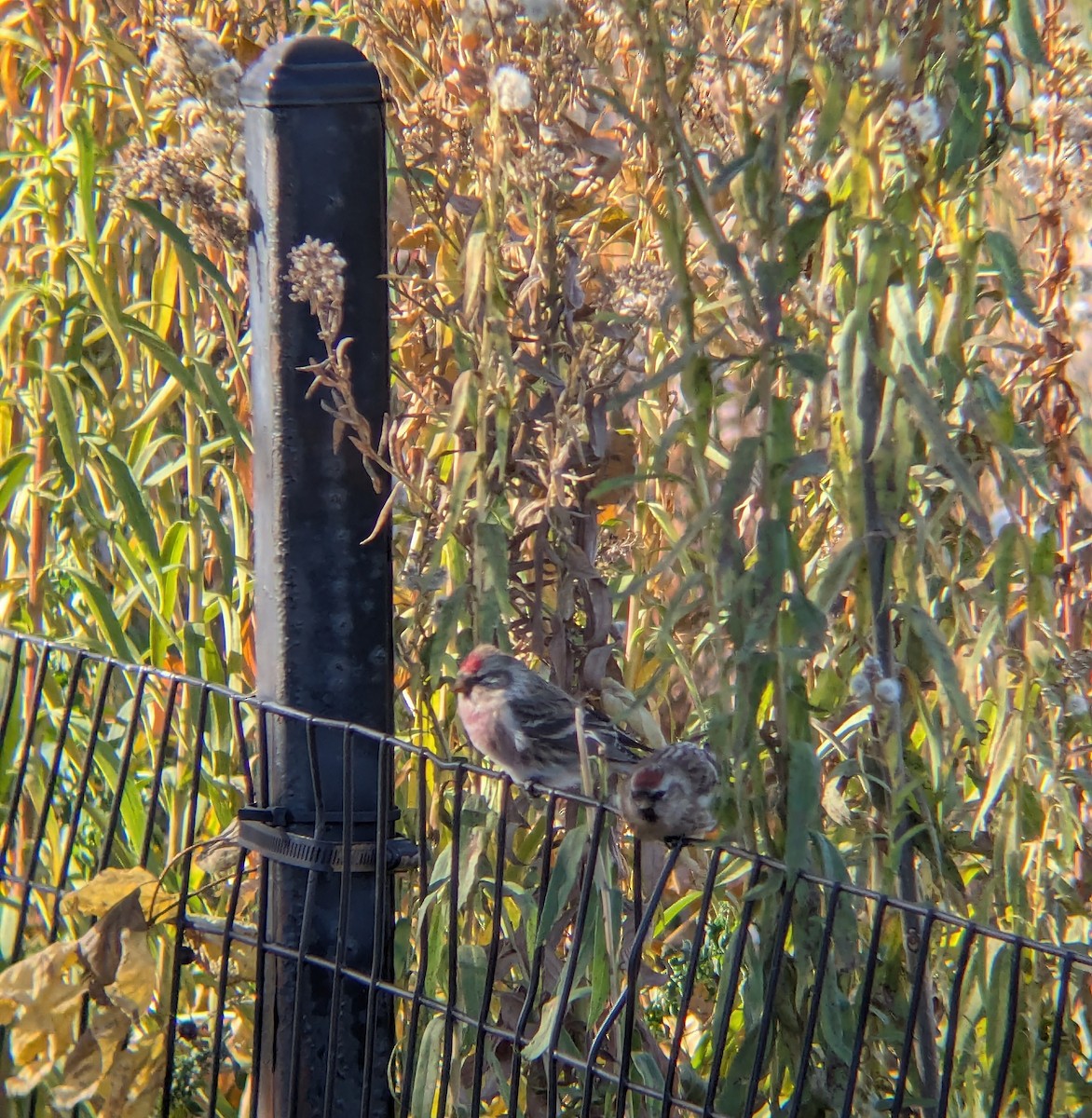 Redpoll - ML645112309