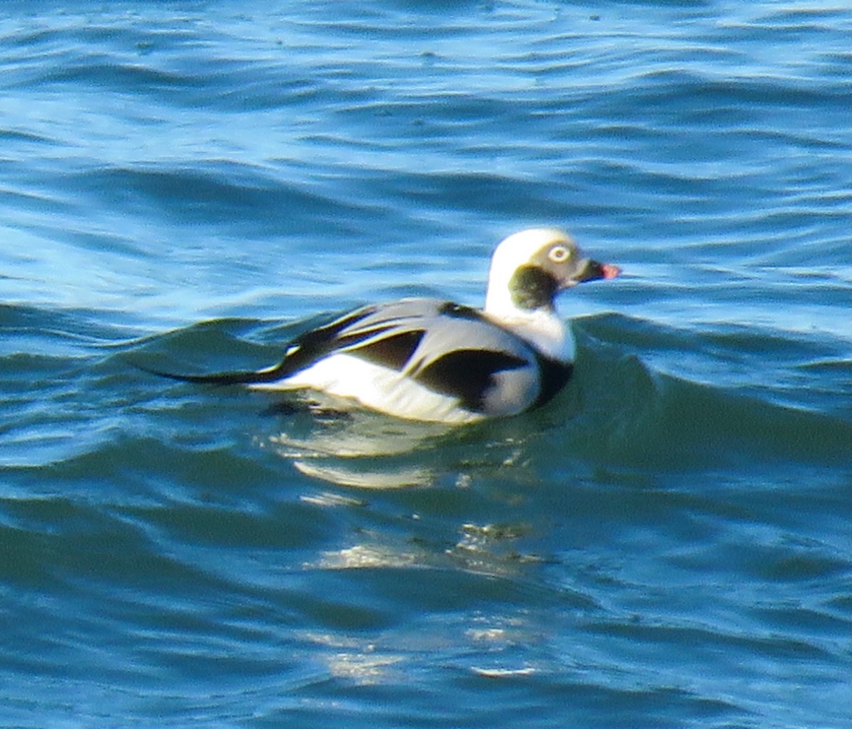 Long-tailed Duck - ML645112316