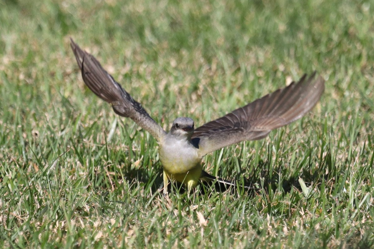 Western Kingbird - ML645112317