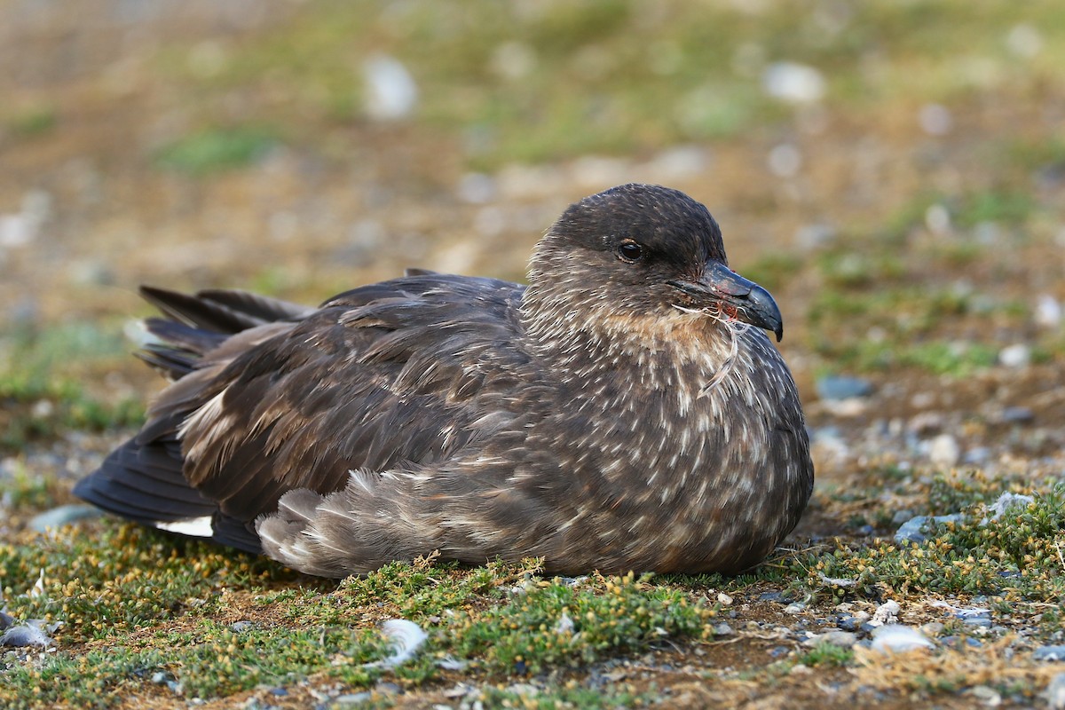 Chilean Skua - ML645112321