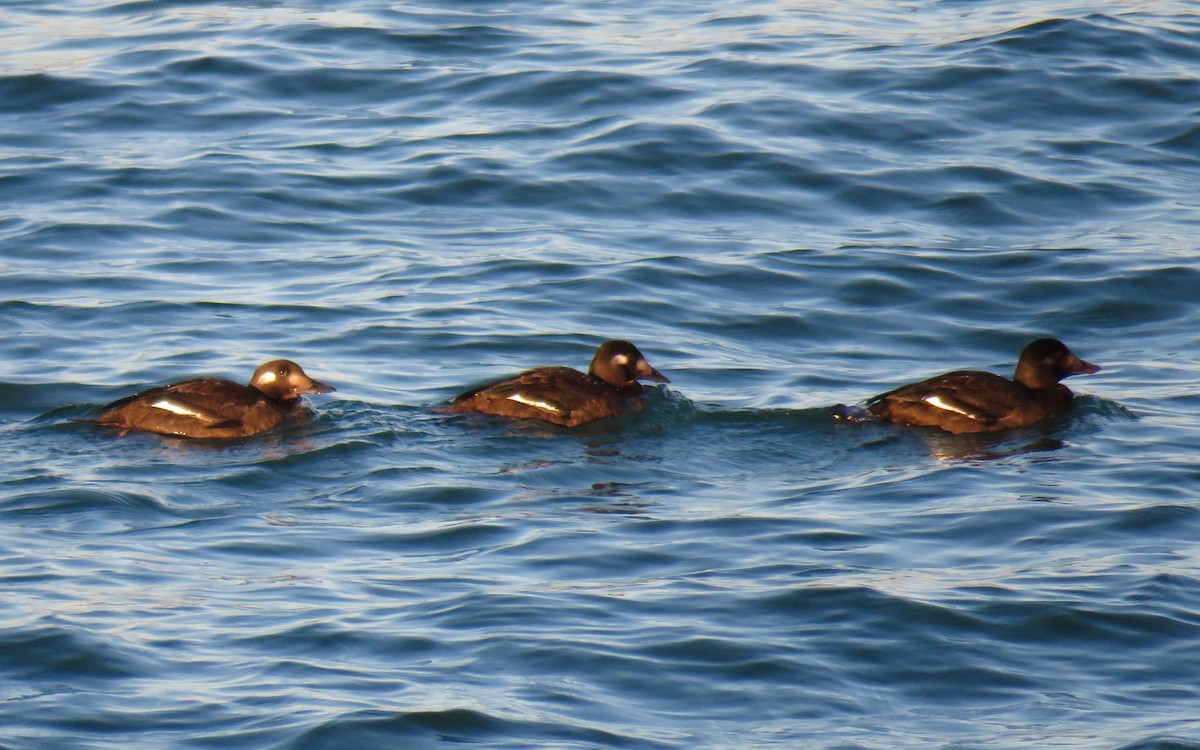 White-winged Scoter - ML645112325