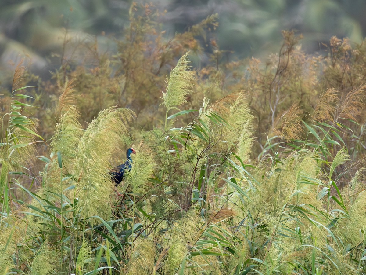 African Swamphen - ML645112329