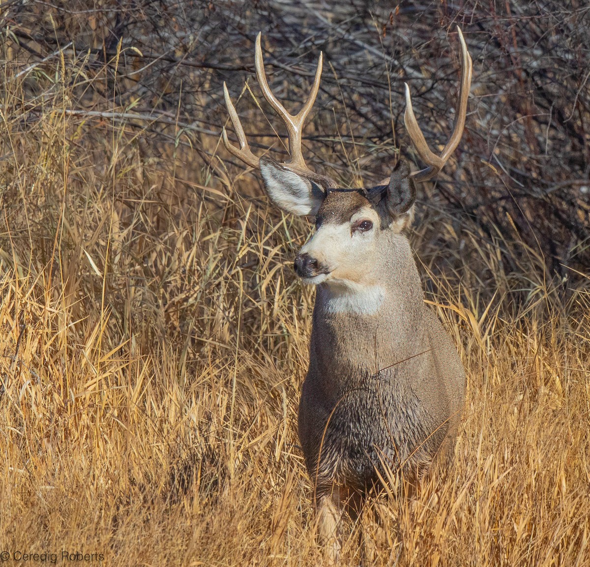 Mule Deer - ML645112330
