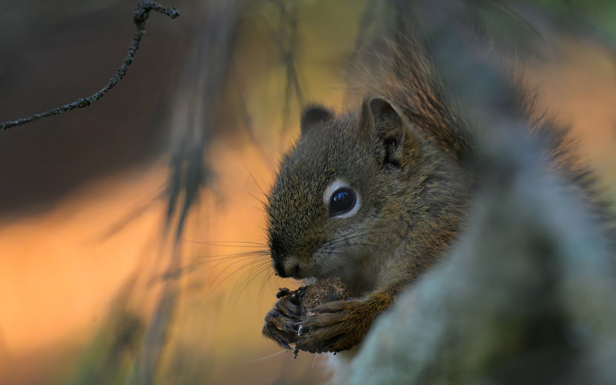 American Red Squirrel - ML645112333