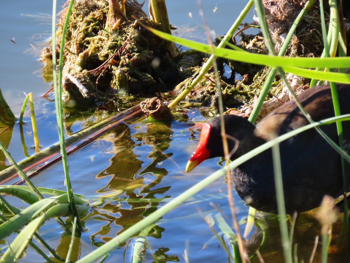 アメリカバン - ML645112334