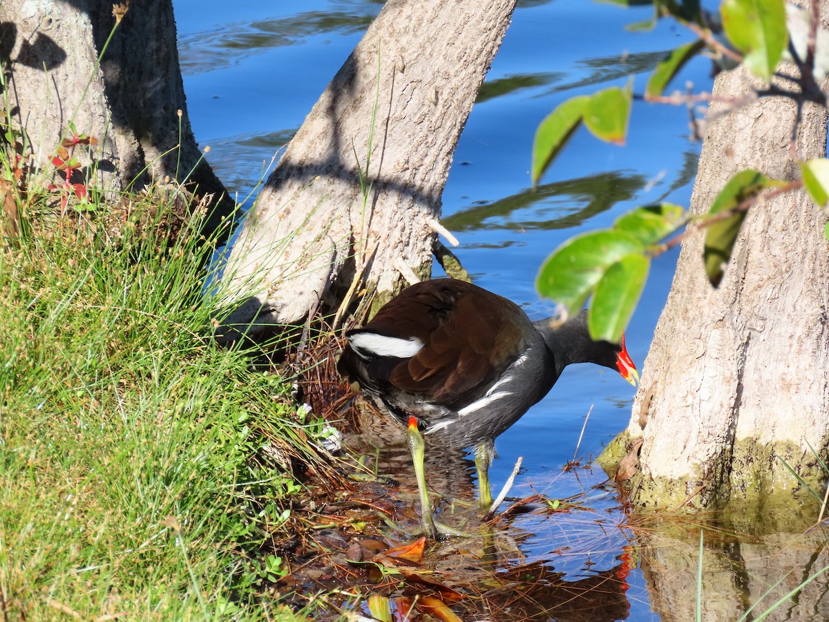 アメリカバン - ML645112335