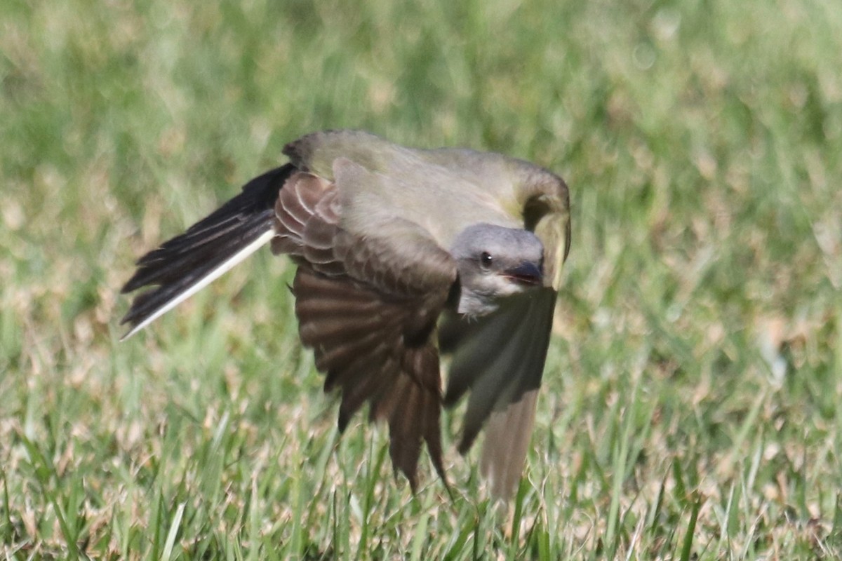 Western Kingbird - ML645112337