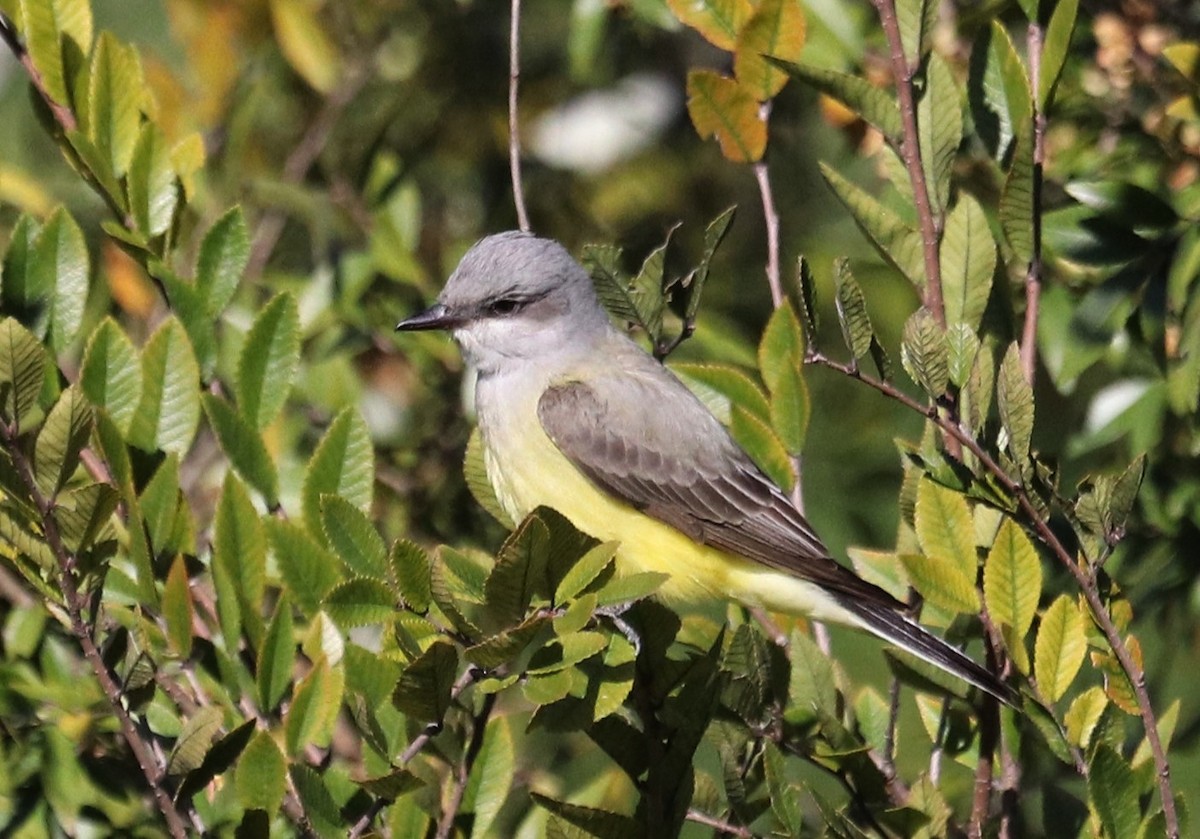 Western Kingbird - ML645112338