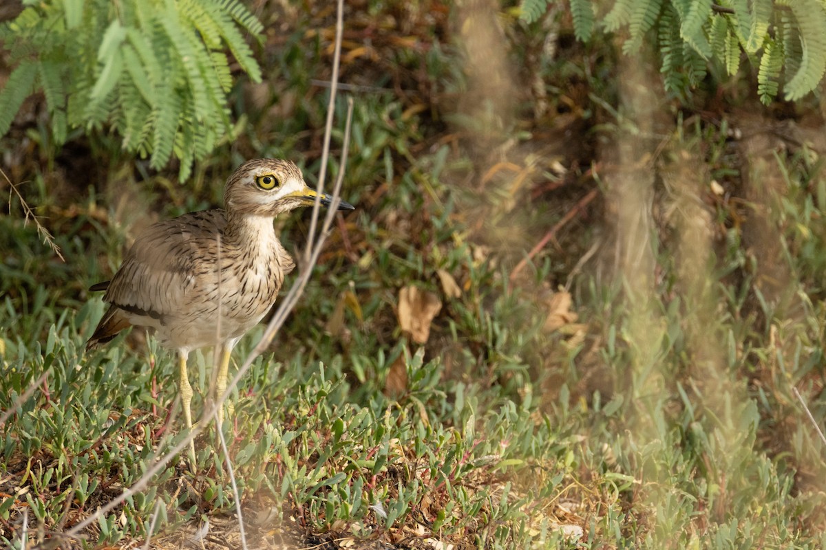 Senegal Thick-knee - ML645112342