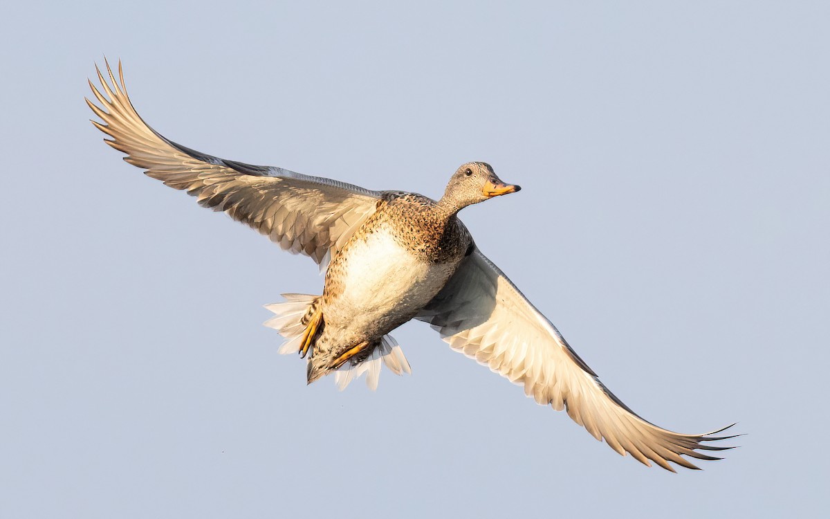 Ipar-ahatea - ML645112351