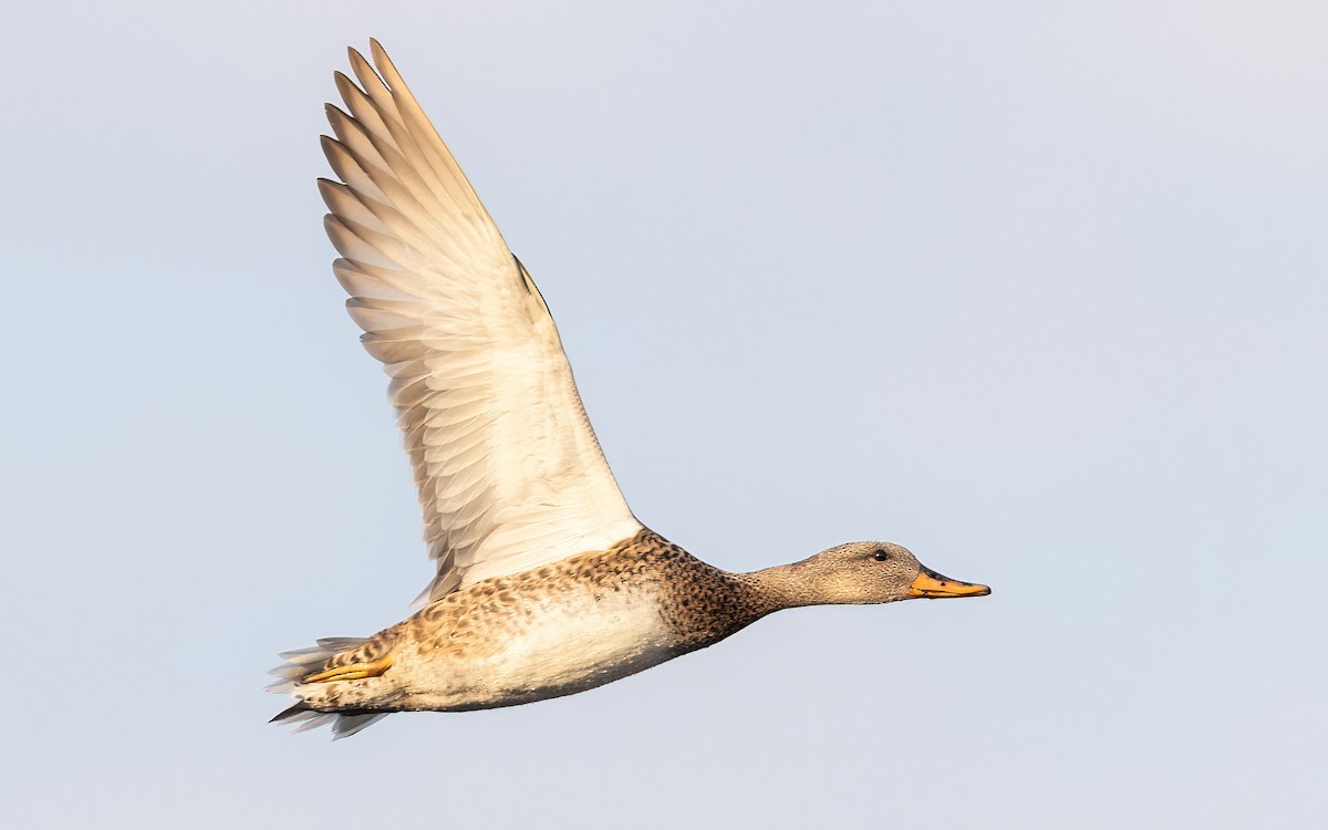 Ipar-ahatea - ML645112353