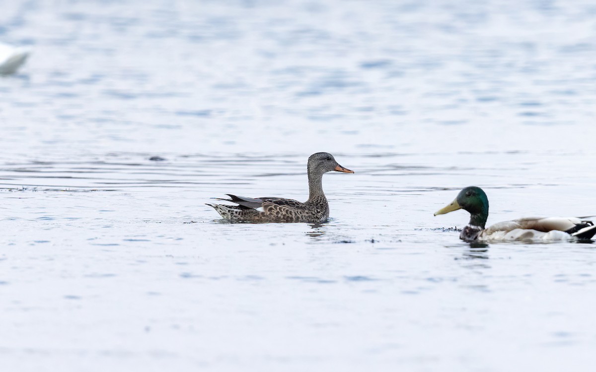 Ipar-ahatea - ML645112354