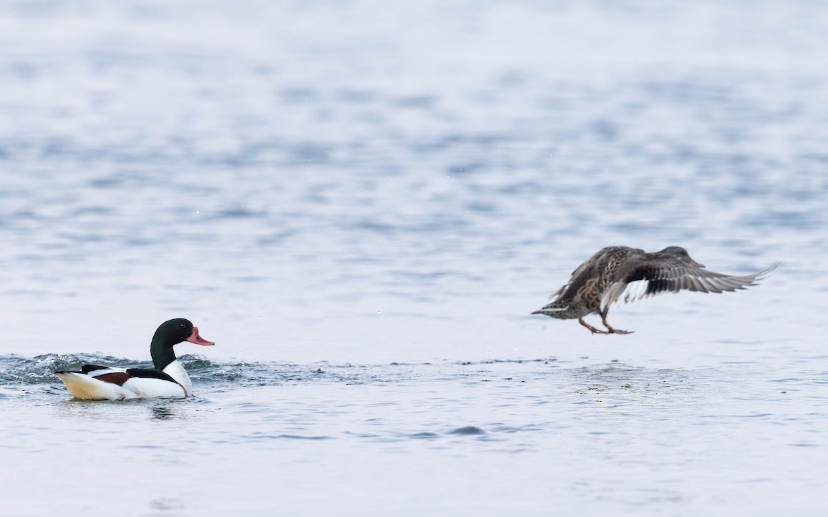 Ipar-ahatea - ML645112355