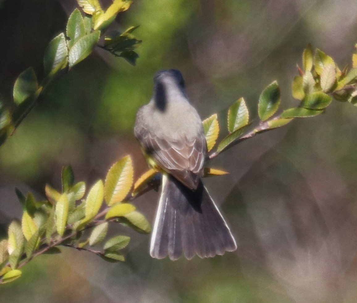 Western Kingbird - ML645112357