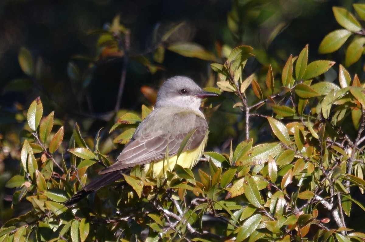 Western Kingbird - ML645112358