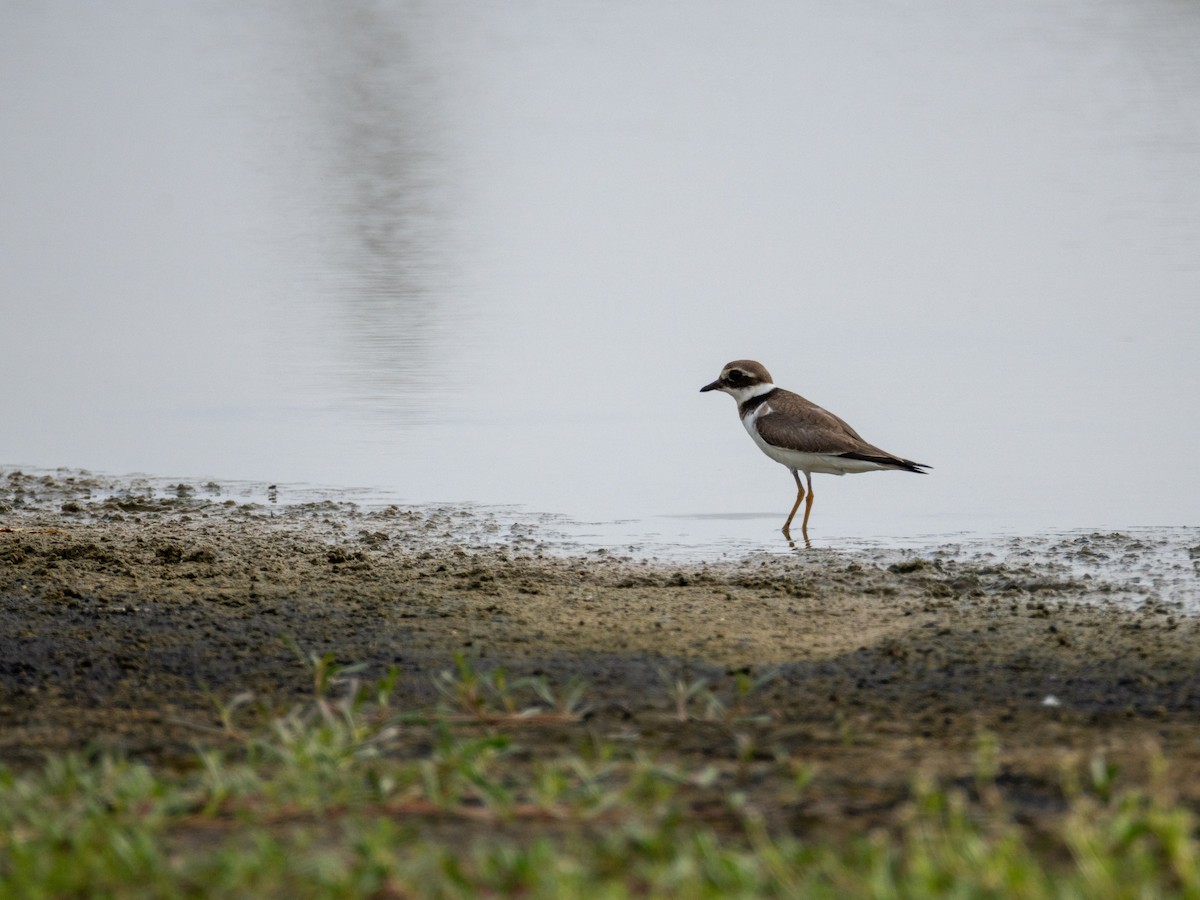 Common Ringed Plover - ML645112371