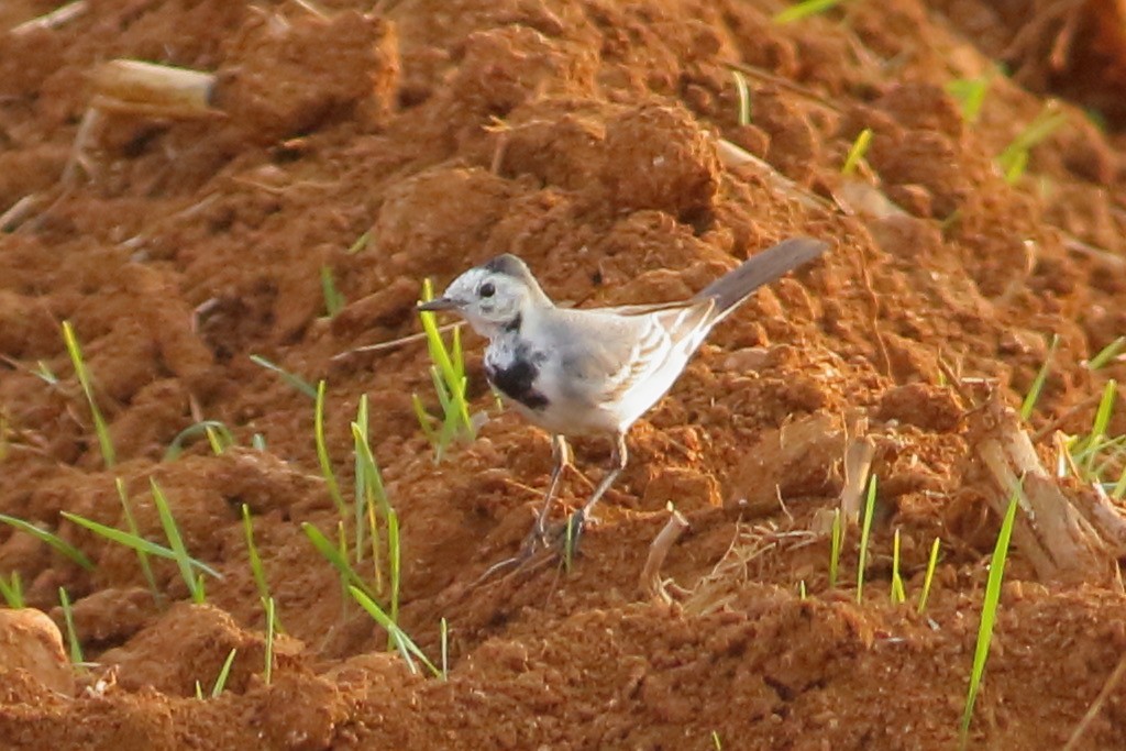 Lavandera Blanca - ML645112383