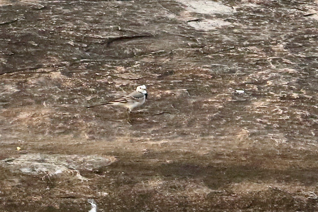 Lavandera Blanca - ML645112384