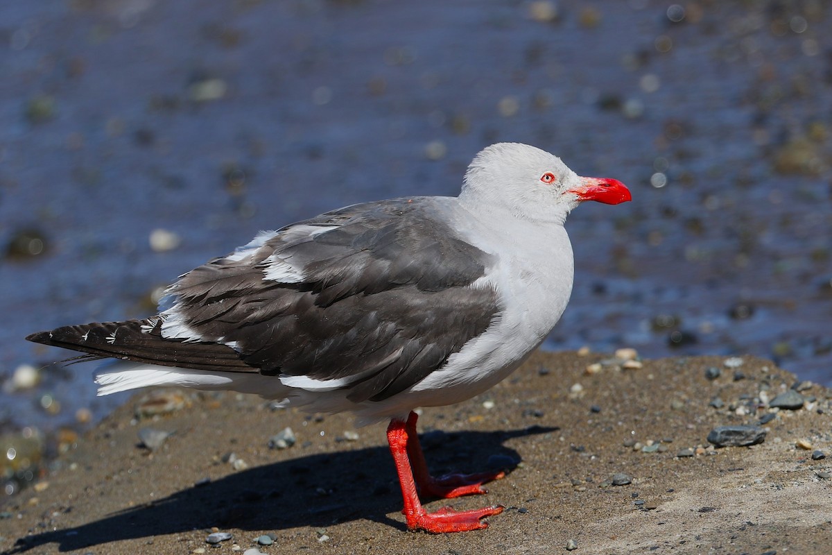 Dolphin Gull - ML645112389