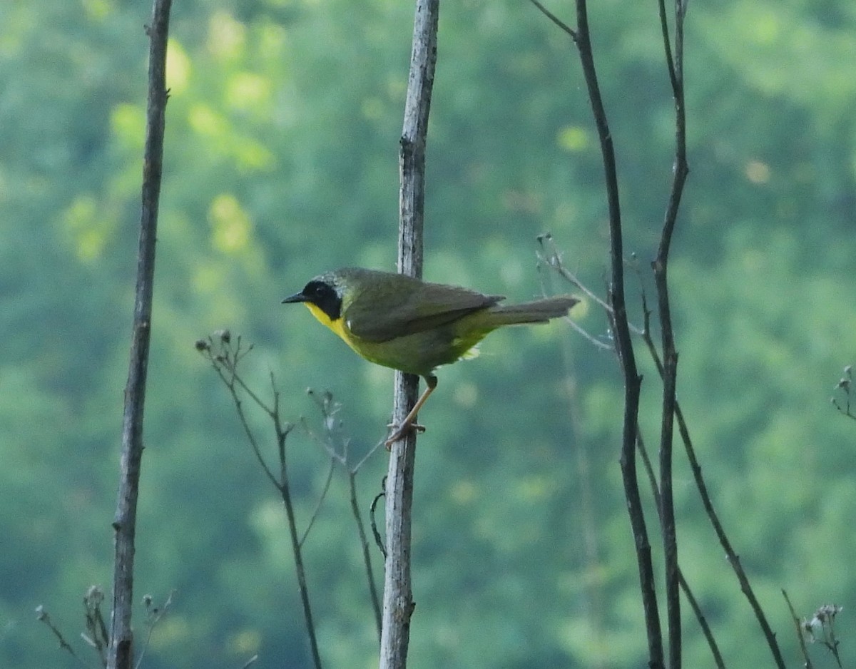 Common Yellowthroat - ML645112390