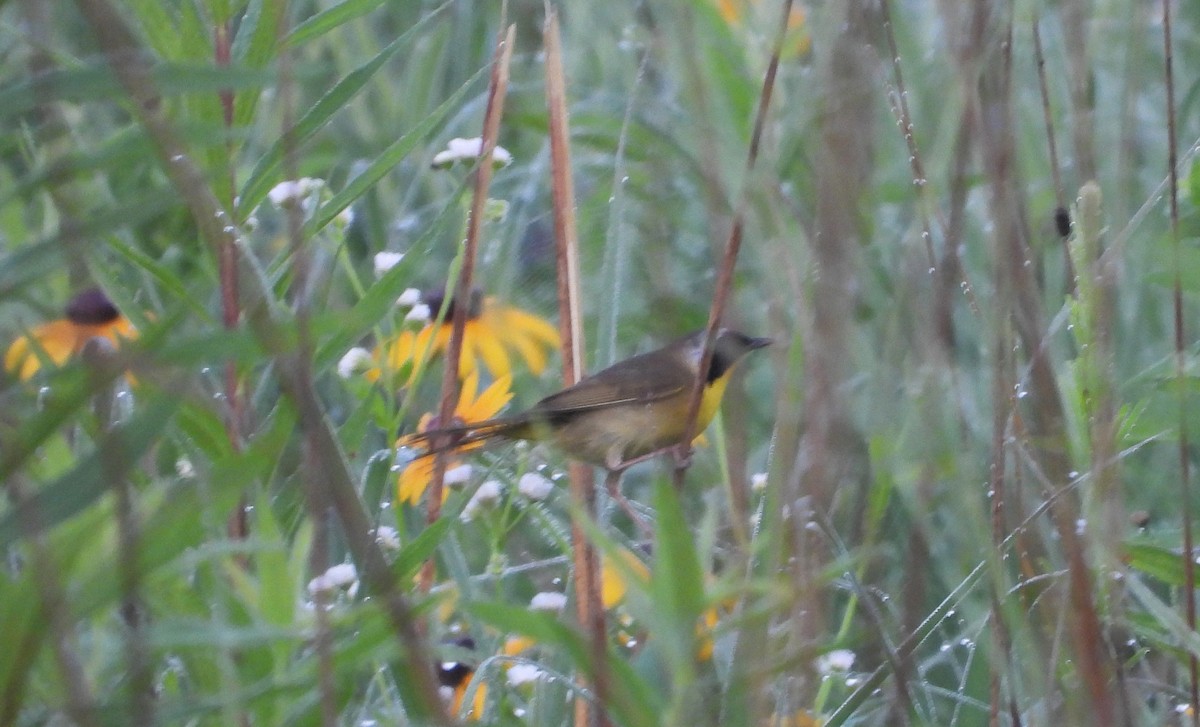 Common Yellowthroat - ML645112391