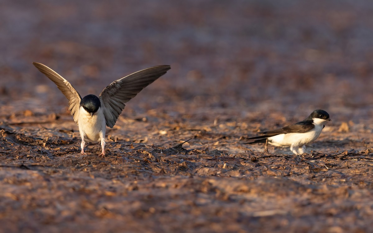 Balestruccio - ML645112399