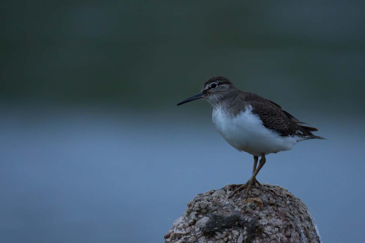Common Sandpiper - ML645112400