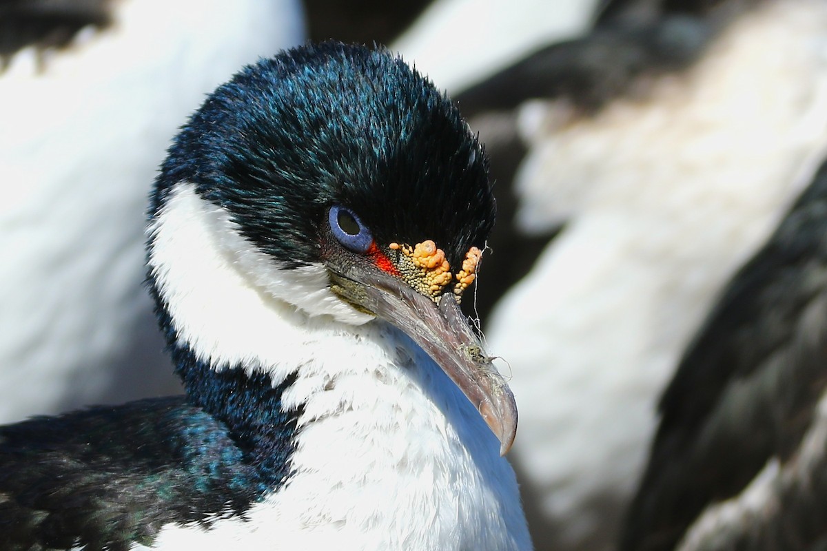 Imperial Cormorant (Imperial) - ML645112412