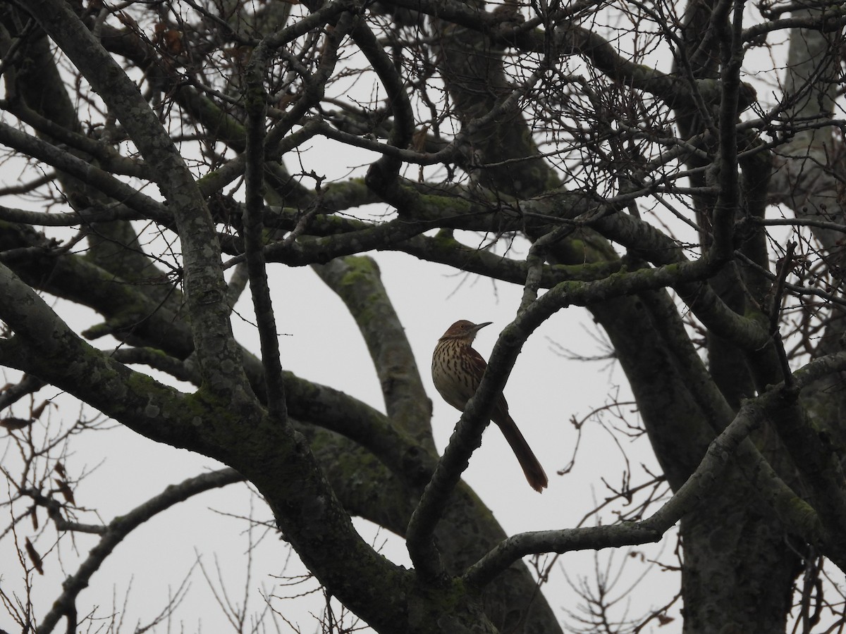 דשוש חום - ML645112413