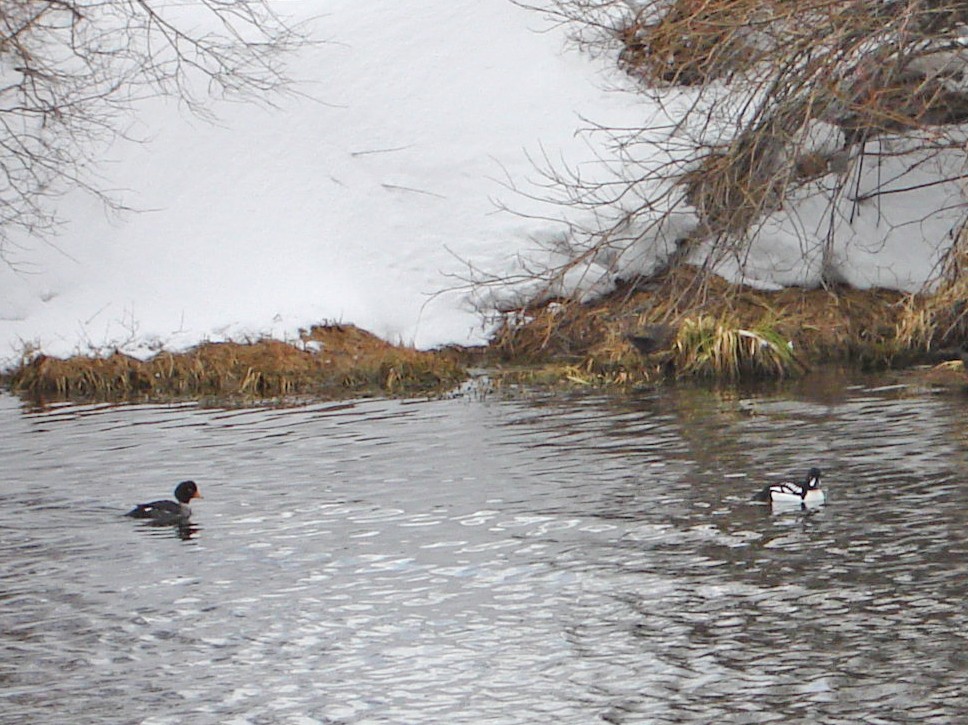 キタホオジロガモ - ML645112415