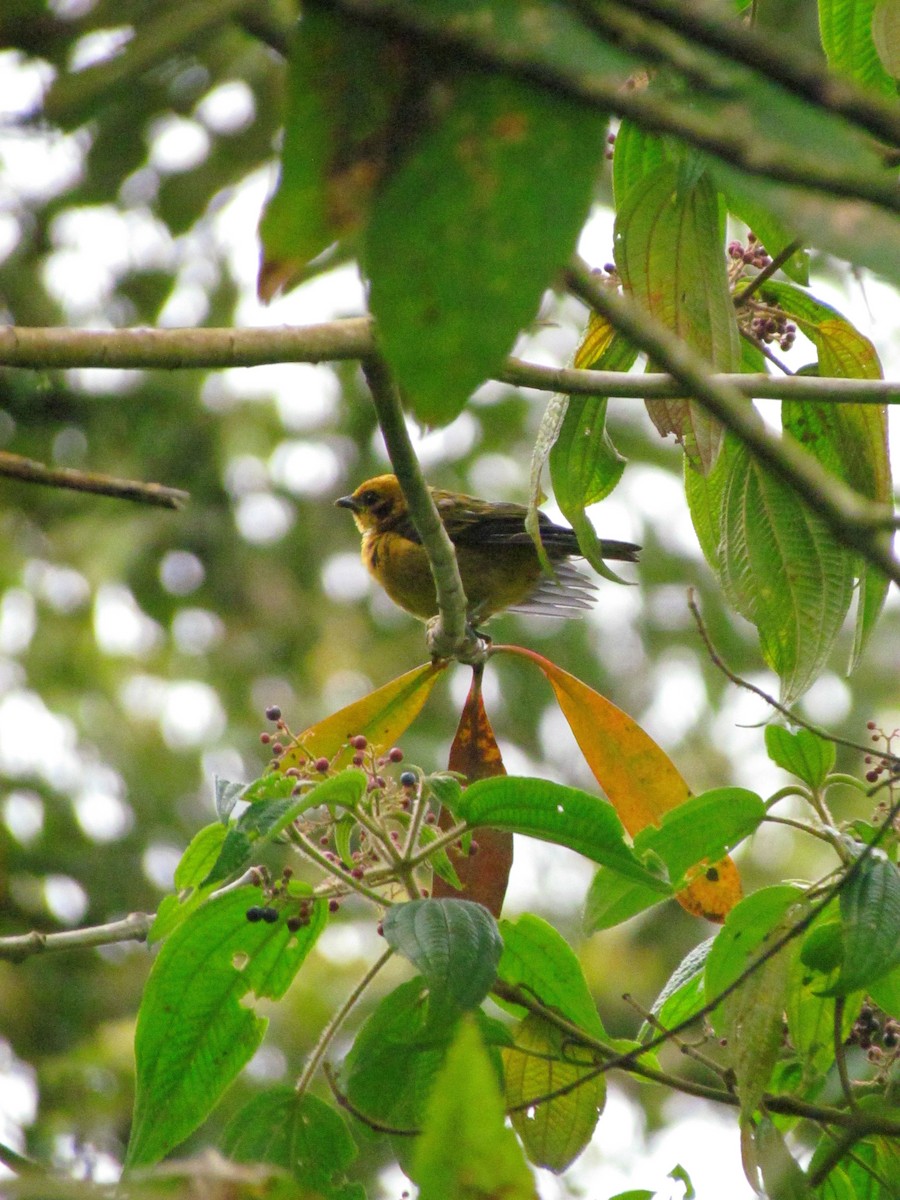 Golden Tanager - ML645112417