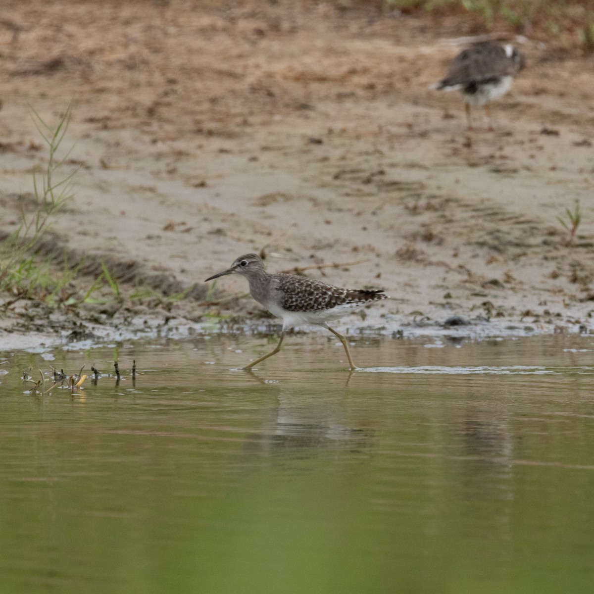 タカブシギ - ML645112418