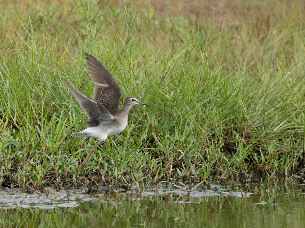 タカブシギ - ML645112419