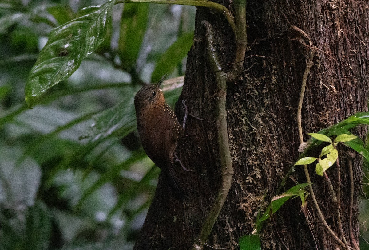 Spotted Barbtail - ML645112431