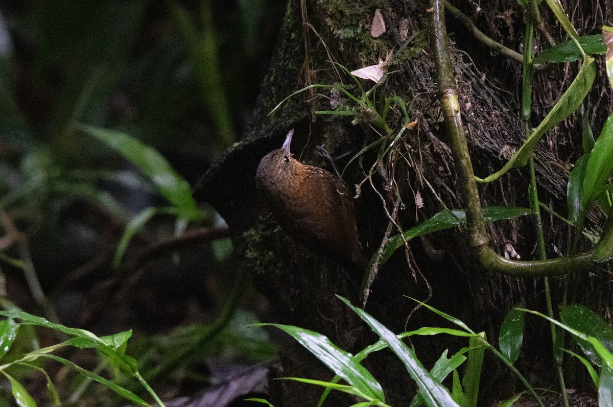 Spotted Barbtail - ML645112432