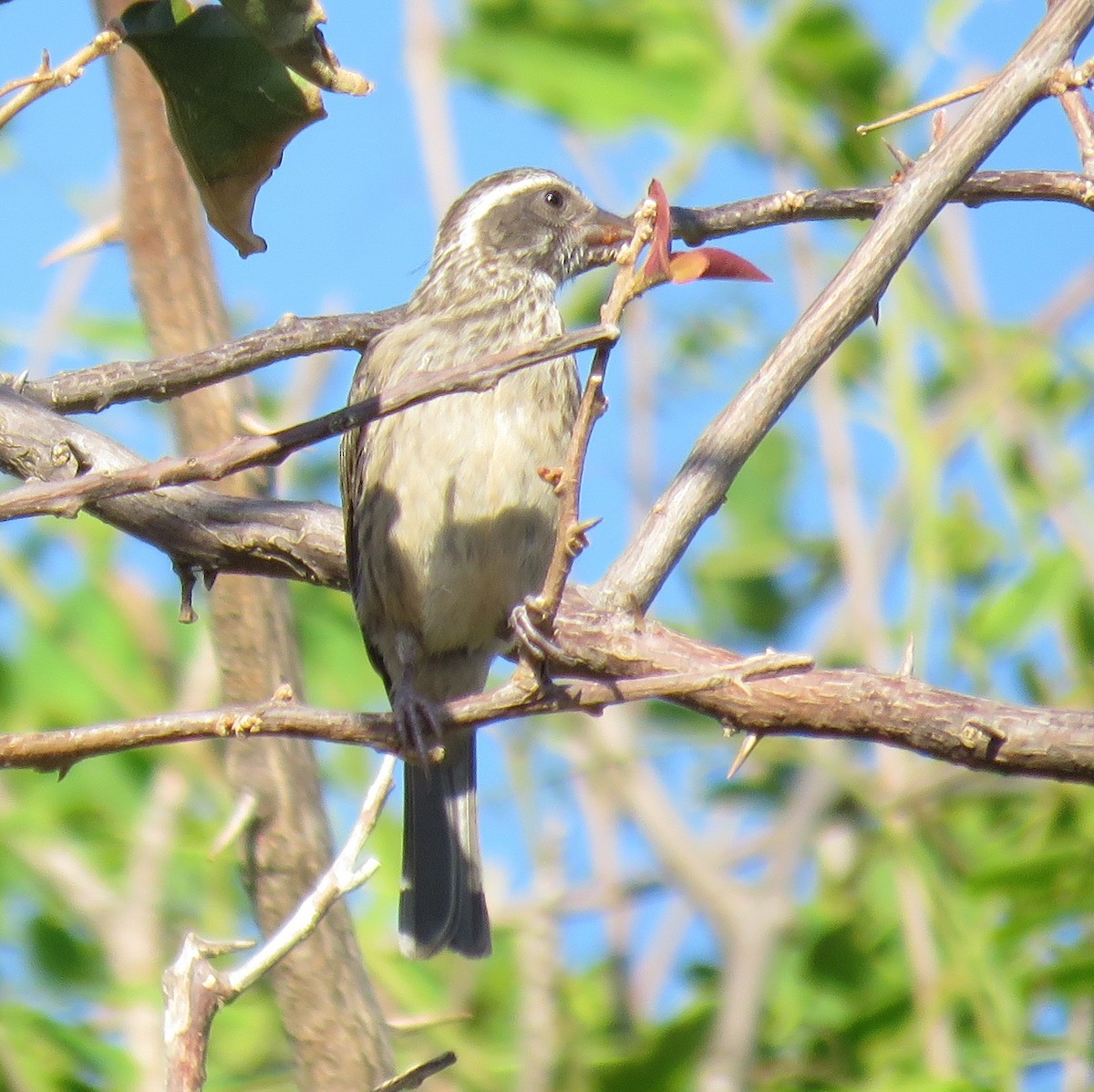 Streaky-headed Seedeater - ML645112433