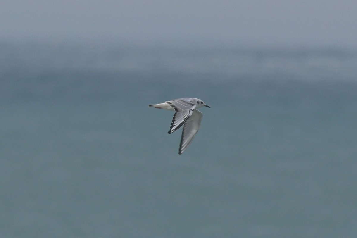 Bonaparte antxeta - ML645112434